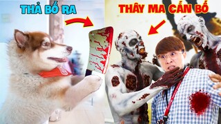 Thú Cưng Vlog | Ngáo Husky Troll Bố #36 | Chó husky vui nhộn thông minh | Dog husky funny smart