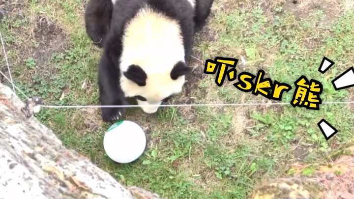 【大熊猫】利爪扎破气球的圆梦小盆友把自己吓坏了