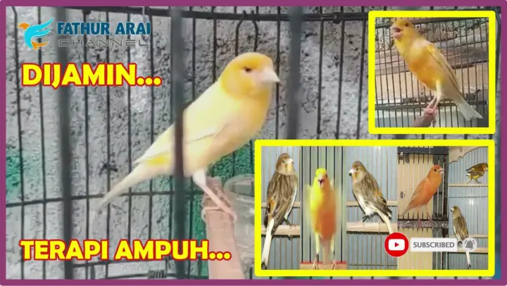 Suara Panggilan Burung Hantu Di Malam Hari Cocok Untuk Pikat Semua Jenis Burung Kicau Mantap... - Bstation