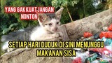 Subhanallah Anak Kucing Liar Yang Menangis Sedih Tinggal Di Tempat Sampah Sekarang Sudah Punya Rumah