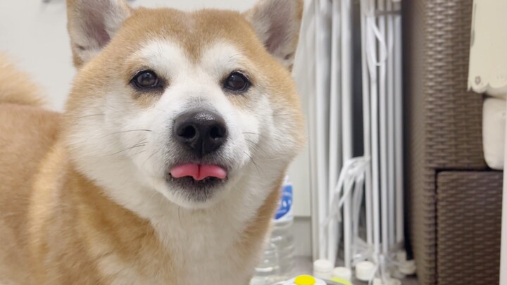 Kepala anjing besar menunggu makan malam [Pangsit Udang Shiba Inu]