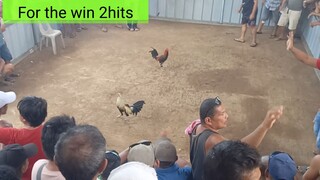 Lawis Backyard Gamefowls (2nd fight pula wins) Una naka 1st 2hits Pog² entry