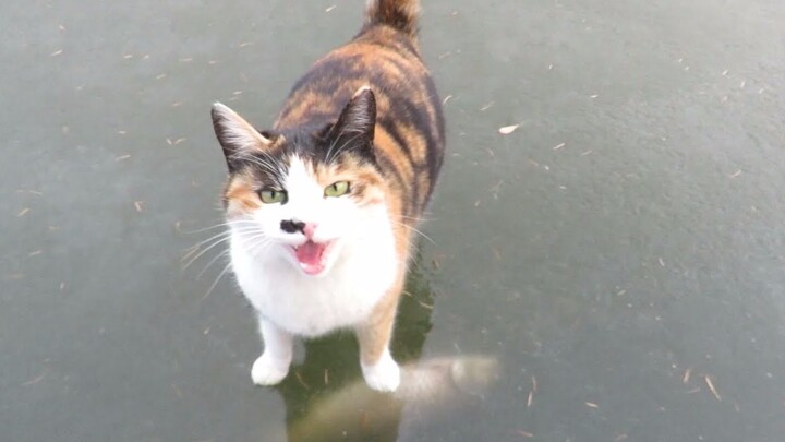 Cats lying on ice for frozen carp