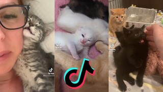 Kittens of TikTok - Cat Side of TikTok Compilation #2
