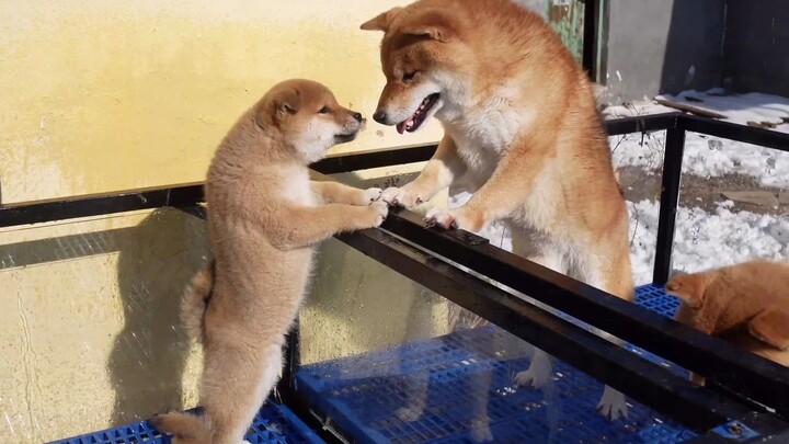Binatang|Anjing Shiba Inu yang Berusia Tiga Bulan