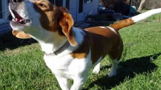 Puppies Barking 🔴 Funny Puppies Barking Videos Compilation - Perros Ladrando Vídeo Recopilación