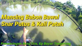 Mancing Bawal BABON Senar Putus Kail Patah