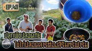 ปลูกพืชปลอดภัย ไข่ไก่สิรินทร์ฟาร์ม - [สิรินทร์ฟาร์ม] EP.43