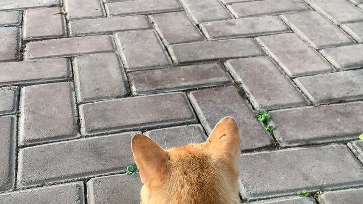 Sad Orange