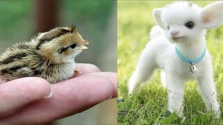 Cute baby animals Videos Compilation cute moment of the animals