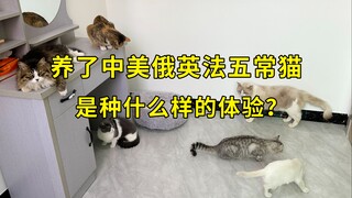 养了中美俄英法五种猫是什么样的体验？