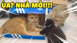 Làm Nhà Mới SIÊU TIẾT KIỆM Cho Các Bé Mèo | The Happy Pets #73