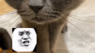 I was so confused that I turned into a cat and fell asleep and turned back into a human again.