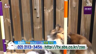 TV 동물농장.E1173.240526