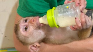 Mom Mix Extra Milk For Three Monkeys Drinking