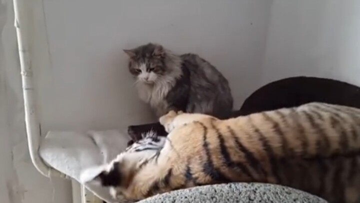 Keeping a tiger and a cat together, this tiger becomes a cat