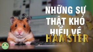 Những điều cần biết trước và sau nuôi chuột Hamster  | Dayspet