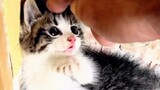 Cara Menaklukkan Anak Kucing Kecil yang Super Ganas