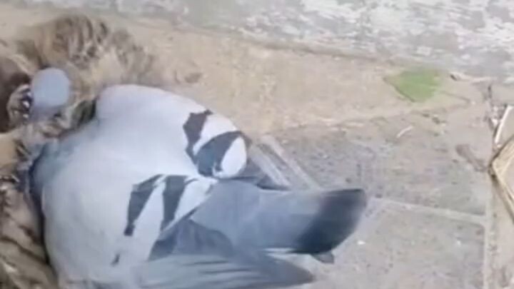 cat fight #short #trending #viral #catlove