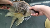 [Hewan] Bersenang-senang dengan kura-kura