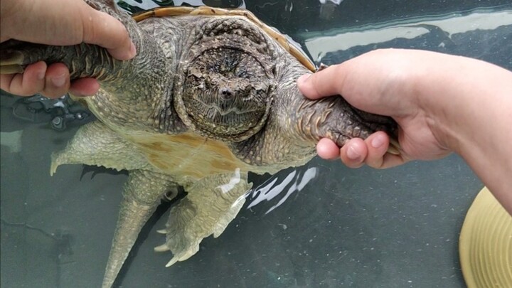 [Animals]Have fun with turtle