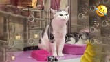 Cat Comedy Central: The Ultimate Funny Cat Video 😺