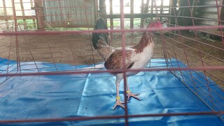 My New Aquired Breeder pullet From LGP Lesli permias....