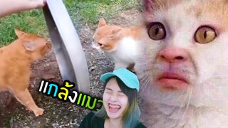 สัตว์ฮา Ep.6🐱อย่าแกล้งแมว แบบนี้!!