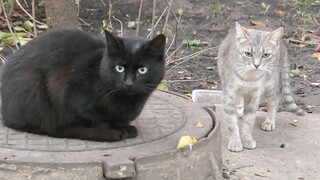 Cats hiding in the basement from the rain or from me?