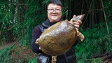 Countryside Recipe | Red Braised Soft Shell Turtle (6.5 Kilos)