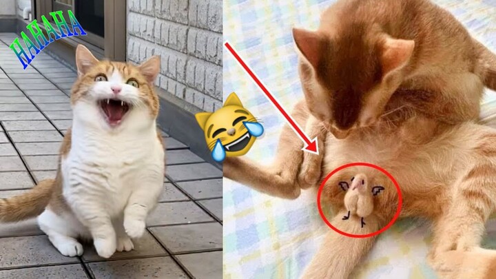 [ENG / INDO SUB] Viral Kucing Lucu Banget Ketawa Ngakak - Funny Dubbing Video YU Damel