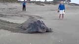 World_s Largest Sea Turtle! Giant Leatherback Sea Turtle.🐢🐢🐢