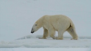 POLAR BEAR