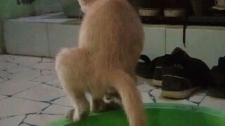 kucing pinter