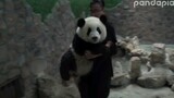 [Hewan]Menglan Si Panda yang Imut