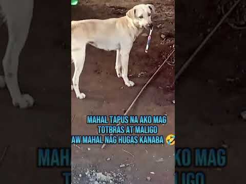 asong nag tototbras #dogviral #dog