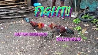 Mclean Kelso VS Boston Roundhead    Spar!         JRP GAMEYARD