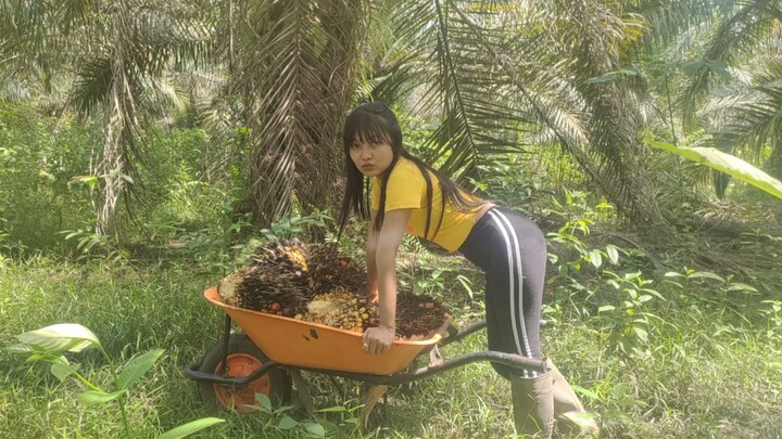 Panen sawit pakai kampak || Langsir sawit Wanita cantik