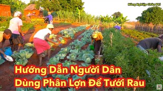 (Tập 119) Nông Nghiệp VIỆT NAM ở Châu Phi || Hướng Dẫn Người Dân Dùng Phân Lợn Để Tưới Rau