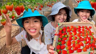 หนูยิ้มหนูแย้ม เก็บสตรอว์เบอร์รีญี่ปุ่น เที่ยวเชียงใหม่ Rim Farm