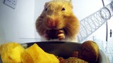 [Động vật] Lúc này biết tui ăn nhiều rồi chứ gì? - Hamster said