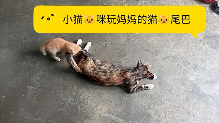 小猫🐱咪玩妈妈的猫🐱尾巴