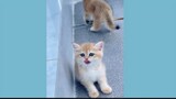 funny cat videos 2023 -🐈||funniest animal videos -😂