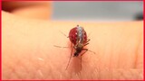 Mosquito Drinking Blood Until They Burst.