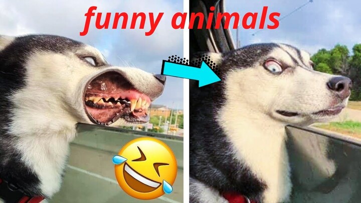 Funny Dog And Cat  Funniest Animals #23