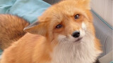 一只可爱的小狐狸能发出多少种声音Σ（・□・；）