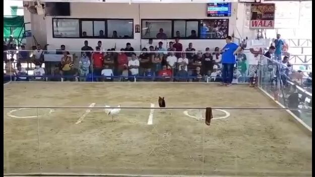 para champion 2hits ulutan white 🐔