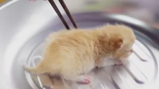 How To Make A Dish With Baby Kittens
