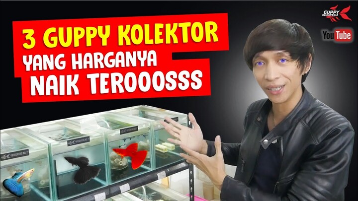 REVIEW 3 JENIS GUPPY KOLEKTOR YANG HARGANYA NAIK TERUS