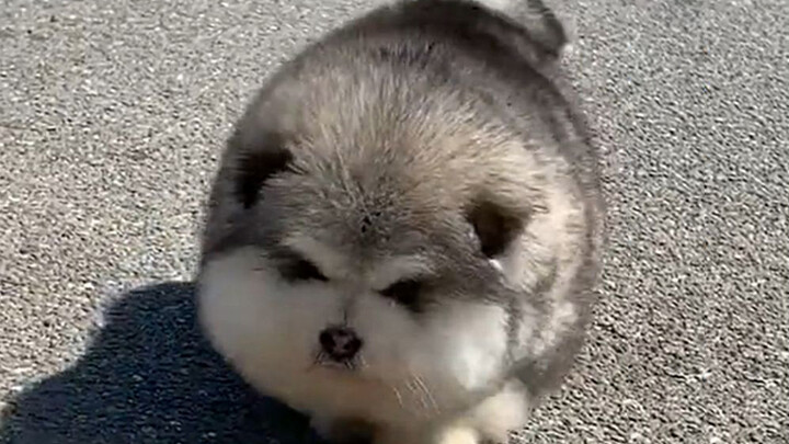 Một chú chó Alaska Malamute siêu dễ thương mũm mĩm chạy loanh quanh